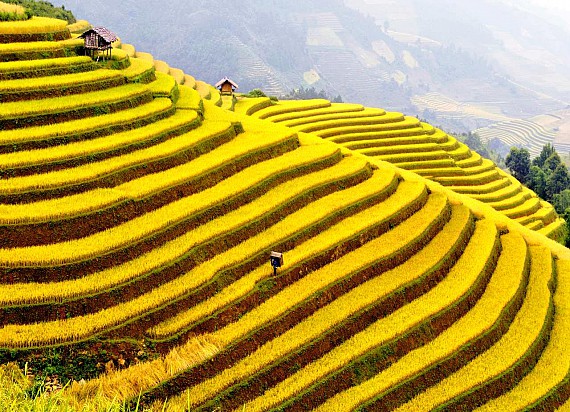 Mu Cang Chai-Sapa tours